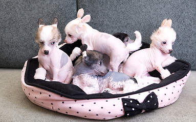 Image showing chinese crested puppy dogs