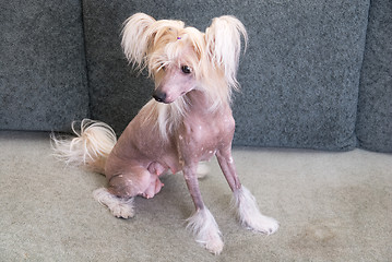 Image showing Chinese Crested Dog