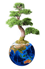 Image showing Bonsai from earth planet