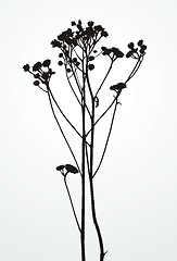 Image showing Silhouette Plants