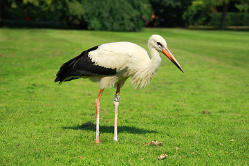 Image showing Stork