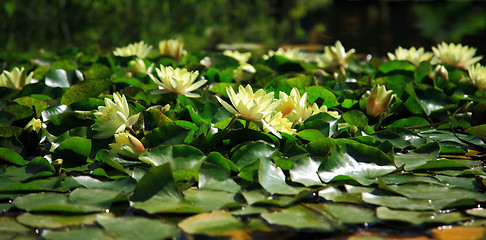 Image showing Water lily