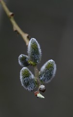 Image showing Catkins