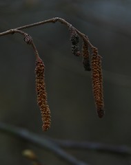 Image showing Catkins