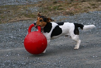 Image showing Dog playing with horse toy