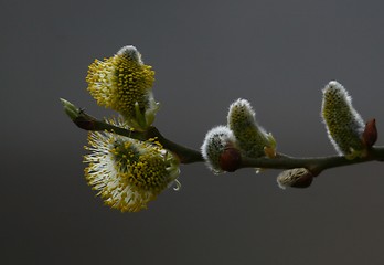 Image showing Male catkins