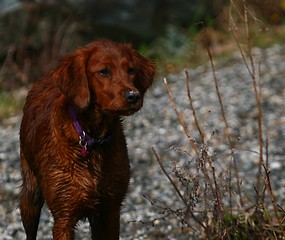 Image showing Irish setter