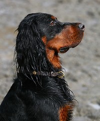 Image showing Gordon setter