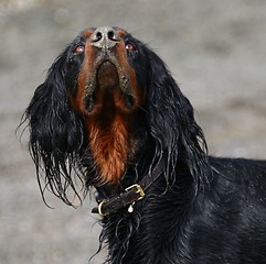 Image showing Gordon setter