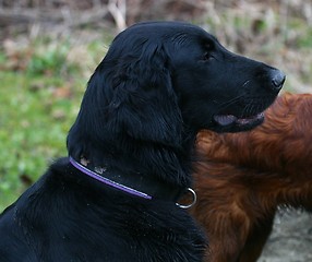 Image showing Flat coated retriever