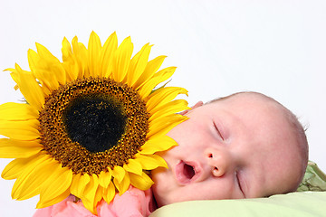 Image showing Sunflower baby