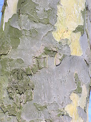 Image showing sycamore tree