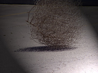 Image showing Tumbleweed