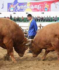 Image showing Bull fight