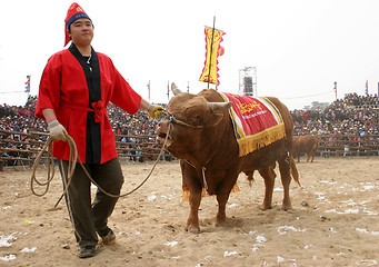 Image showing Bull fighting