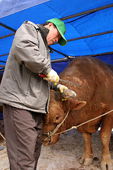 Image showing Life on the farm