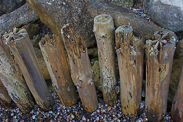 Image showing Seawashed wooden posts