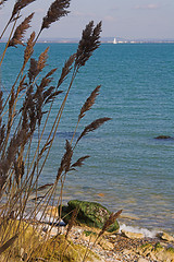 Image showing Seagrass with beach & sea