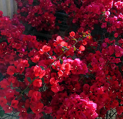 Image showing Red flowers