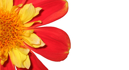 Image showing Red flower