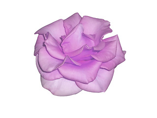 Image showing Magenta rose