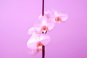 Image showing Orchid