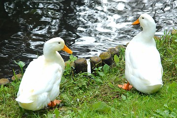 Image showing Ducks