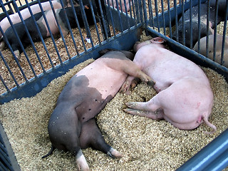 Image showing Two pigs