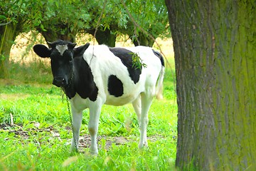 Image showing Cow in the field