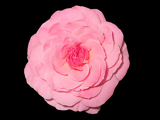 Image showing Pink flower