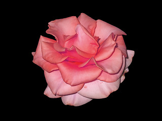 Image showing Red rose