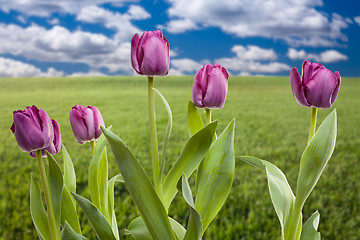 Image showing Purple Tulips Over Grass Field and Sky