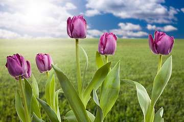 Image showing Purple Tulips Over Grass Field and Sky