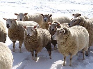 Image showing sheep in snow