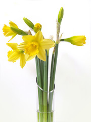 Image showing Daffodils