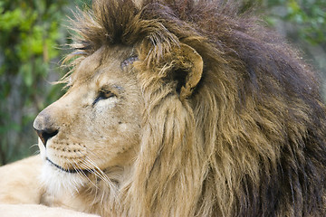 Image showing Lion