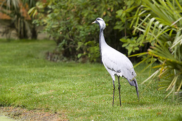 Image showing Tropical bird