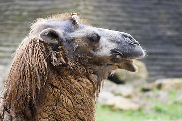 Image showing Camel