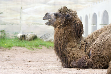 Image showing Camel