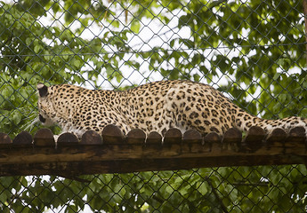 Image showing leopard