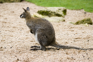 Image showing kangaroo