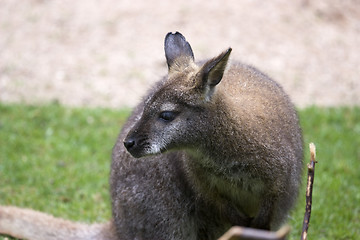 Image showing kangaroo