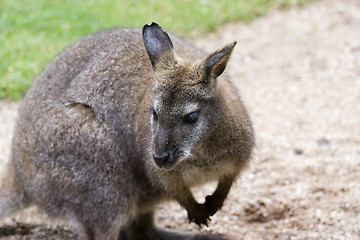 Image showing kangaroo