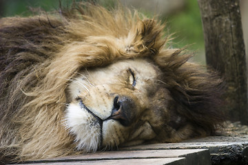 Image showing Lion