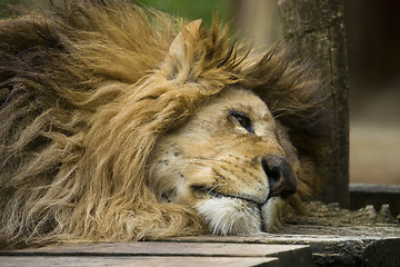 Image showing Lion