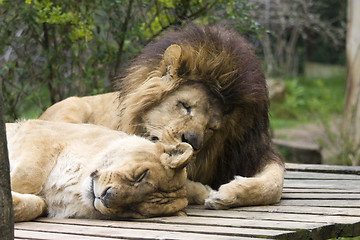 Image showing Lions