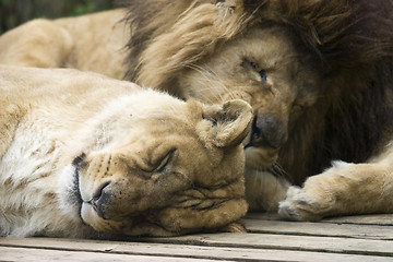 Image showing Lions