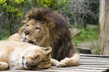 Image showing Lions