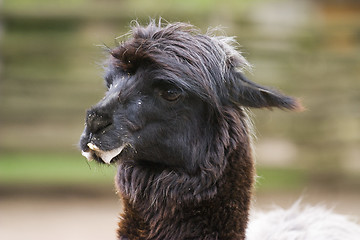 Image showing Lama