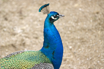 Image showing peacock